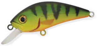 S.HORNET 520 hot perch ASAKURA