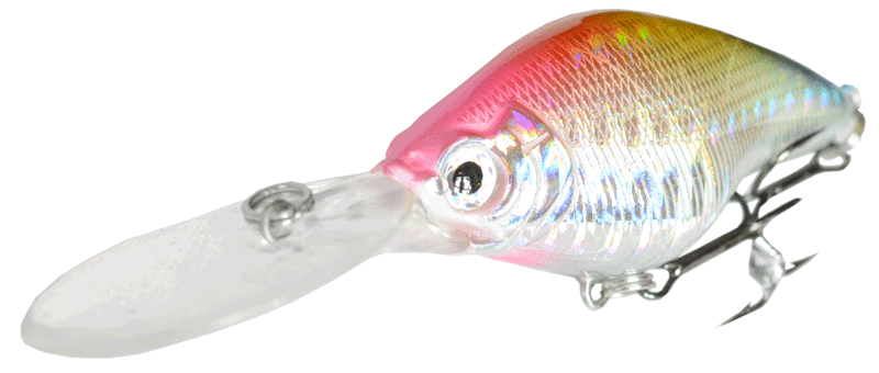 GRFISH  GRFISH  Buzzater DD       