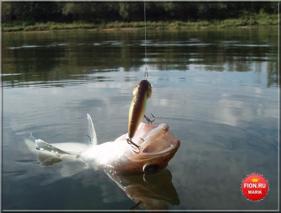  ASAKURA BULLHEAD