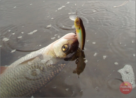  ASAKURA BULLHEAD