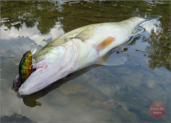  ASAKURA BULLHEAD